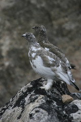 Ptarmigan on a rock