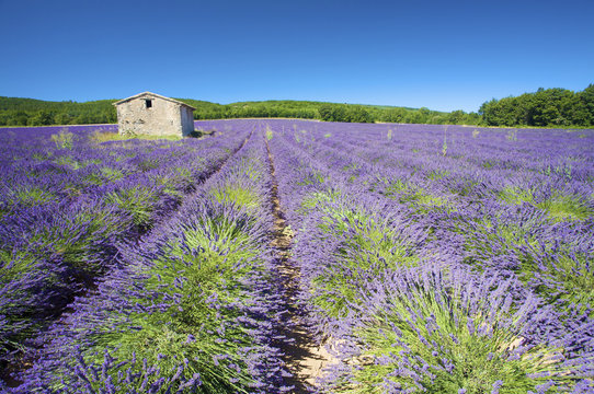 Fresh and bright Lavender fields in summer