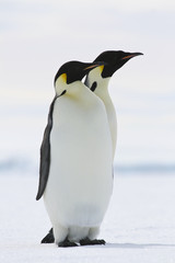 Obraz premium Emperor penguins