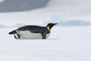 Fototapeta na wymiar Emperor penguin sliding on the ice