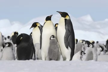 Foto auf Acrylglas Pinguin Kaiserpinguine