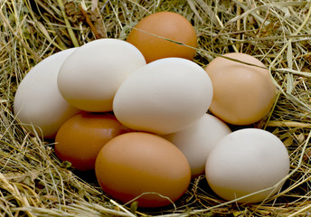 Eggs