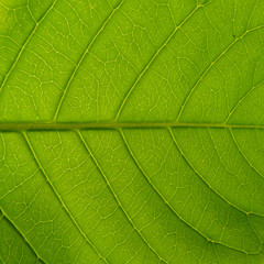 Fototapeta na wymiar Green Leaf Texture