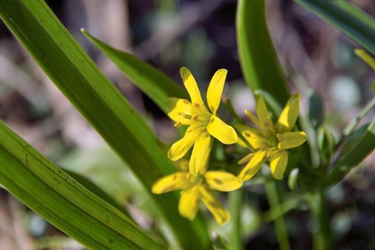 Bl&uuml;hende Osterglocken Narzisse im Sonnenlicht