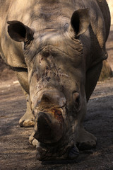 Naklejka premium Breitmaulnashorn