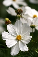 Obraz premium Gartenblumen