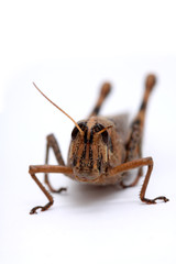 grasshopper