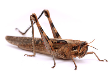 grasshopper