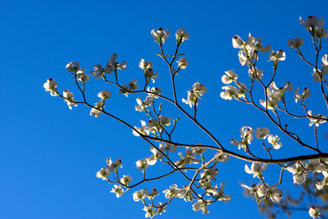 Dogwood Tree Blossoms