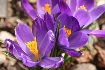 crocus