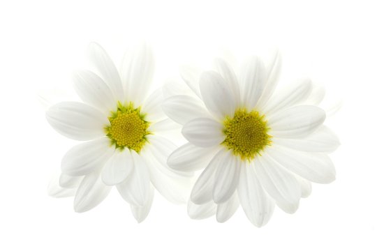 Two white daisy flower isolated on white