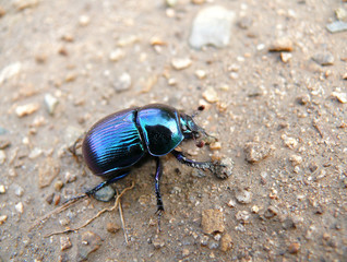 Dor-beetle 3