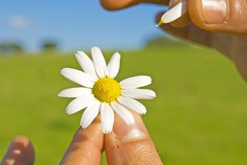 fiori, camomilla, mano