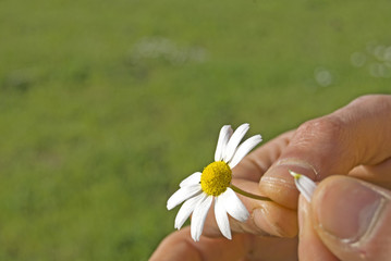 fiore in mano
