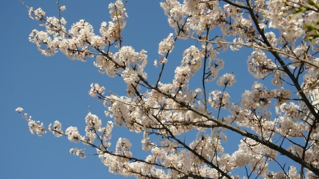 Floraison des cerisiers au Japon - HD
