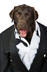 Shot of the Top Dog in Tuxedo Shouting his Orders