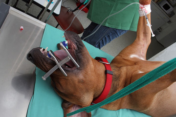 Operation beim Hund