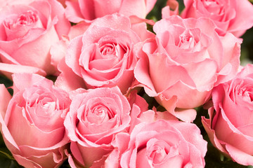 Rose background