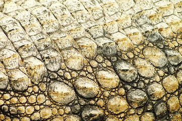 Die Haut eines Alligators