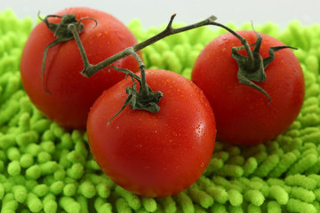 Tomaten auf neongruen