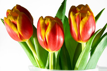 Fototapeta premium tulips on a white background