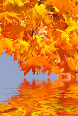 Herbstlaub mit Spiegelung, Hochformat, Textraum, copy space