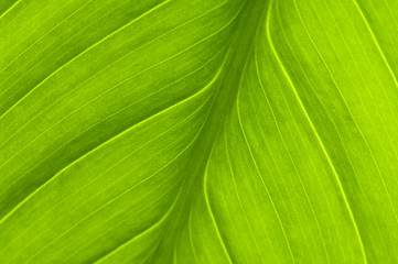 Green leaf