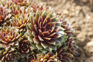 sempervivum