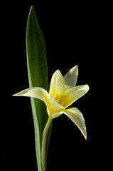 Fototapeta premium Botanische Tulpe, Tarda