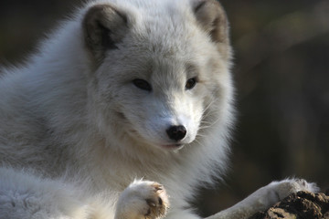 Obraz premium Polarfuchs