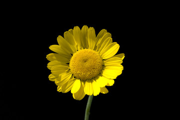 Faerberkamille, Anthemis, tinctoria