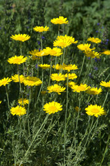 Faerberkamille, Anthemis, tinctoria