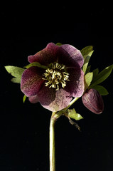 Purpur-Nieswurz, Helleborus, purpurascens