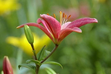 Lilienblüte