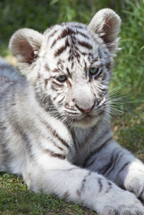 Fototapeta na wymiar Biały tygrys cub
