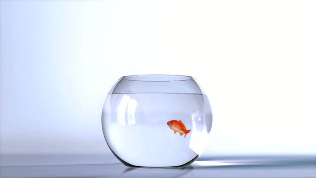 Goldfish salto