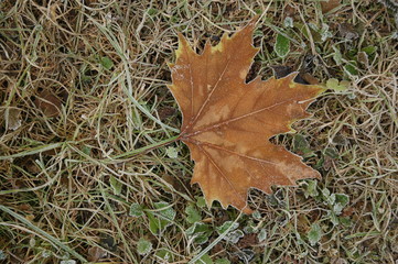 Platanenblatt mit Raureif