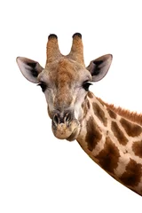Deurstickers Giraf Giraf portret