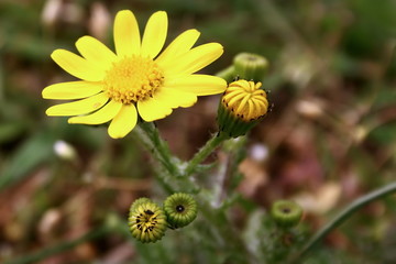 Anthemis tinctoria