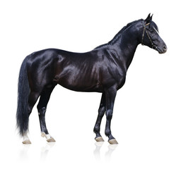 Trakehner black stallion - horse form