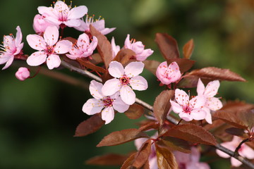 Obraz premium Cerisier du Japon