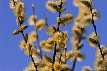 Weidenkätzchen