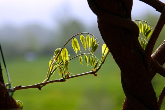 glicine