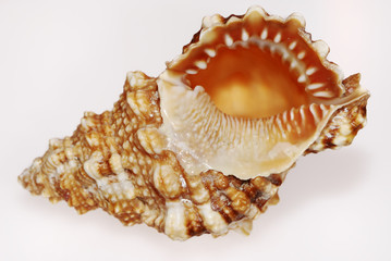 Shell