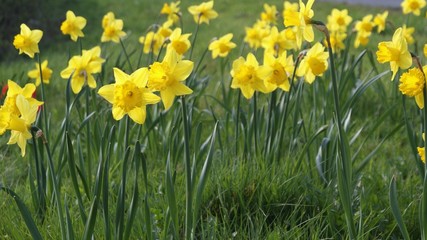Spring daffodils
