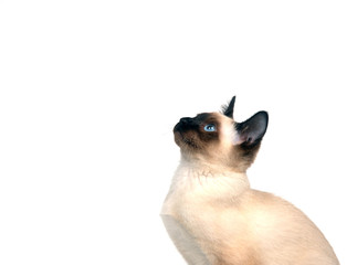 Siamese kitten on white background
