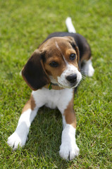 Beagle