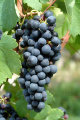Grappolo di uva dolcetto