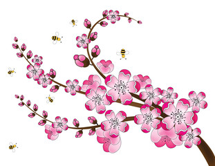 Fototapeta premium Cherry Blossoms and Bees