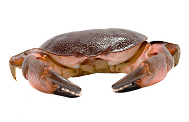Close up of crab
